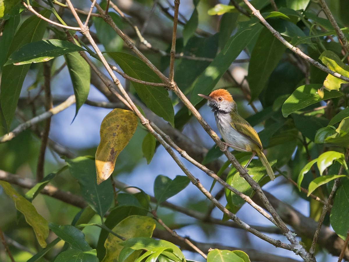 Dark-necked Tailorbird - ML217693661