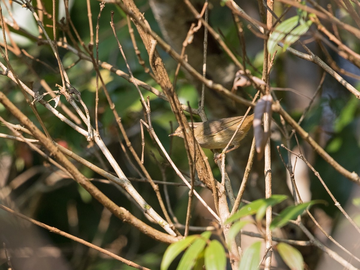 Radde's Warbler - ML217693711