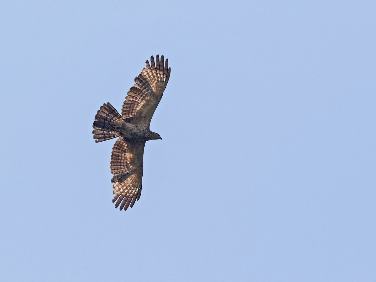 Oriental Honey-buzzard (Indomalayan) - ML217693721