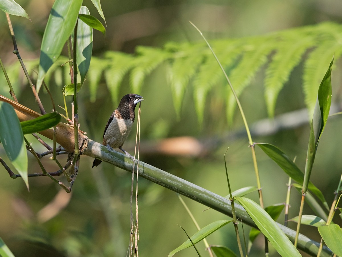 White-rumped Munia - ML217693731