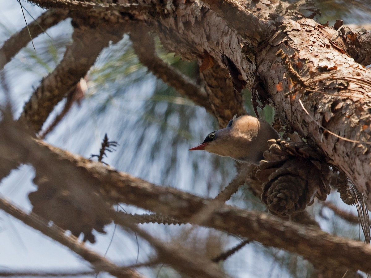 Velvet-fronted Nuthatch - ML217693741