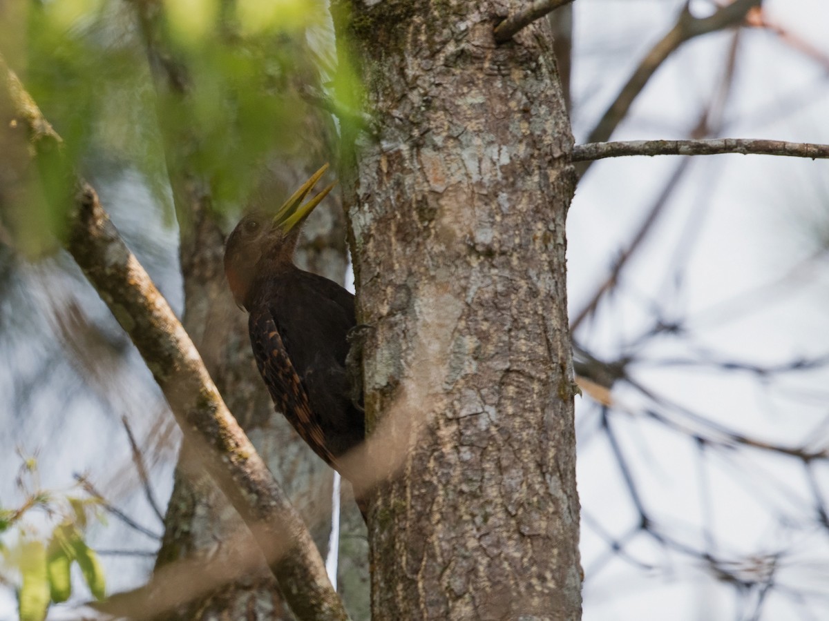 Bay Woodpecker - ML217693761