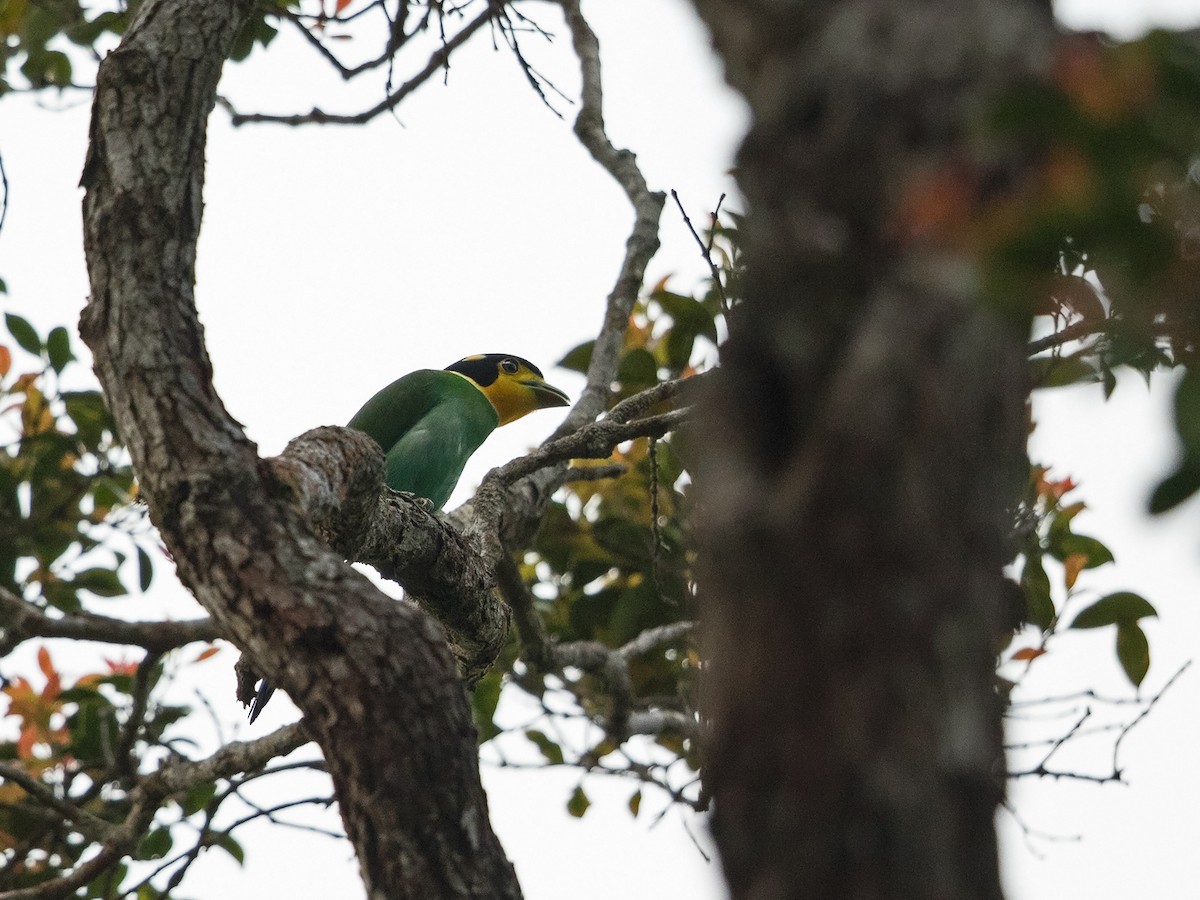 Long-tailed Broadbill - ML217693771