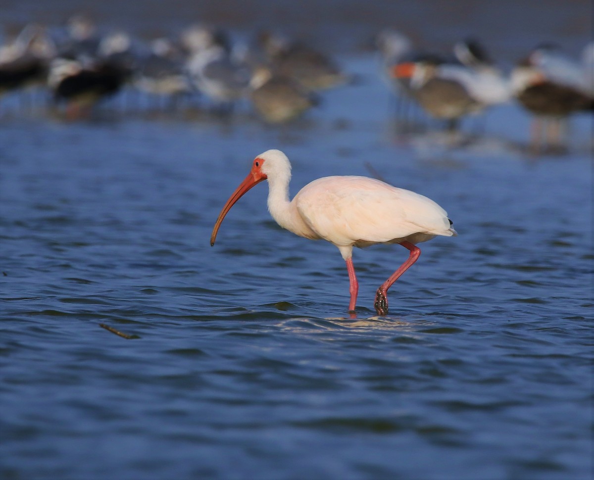 White Ibis - Albert Linkowski