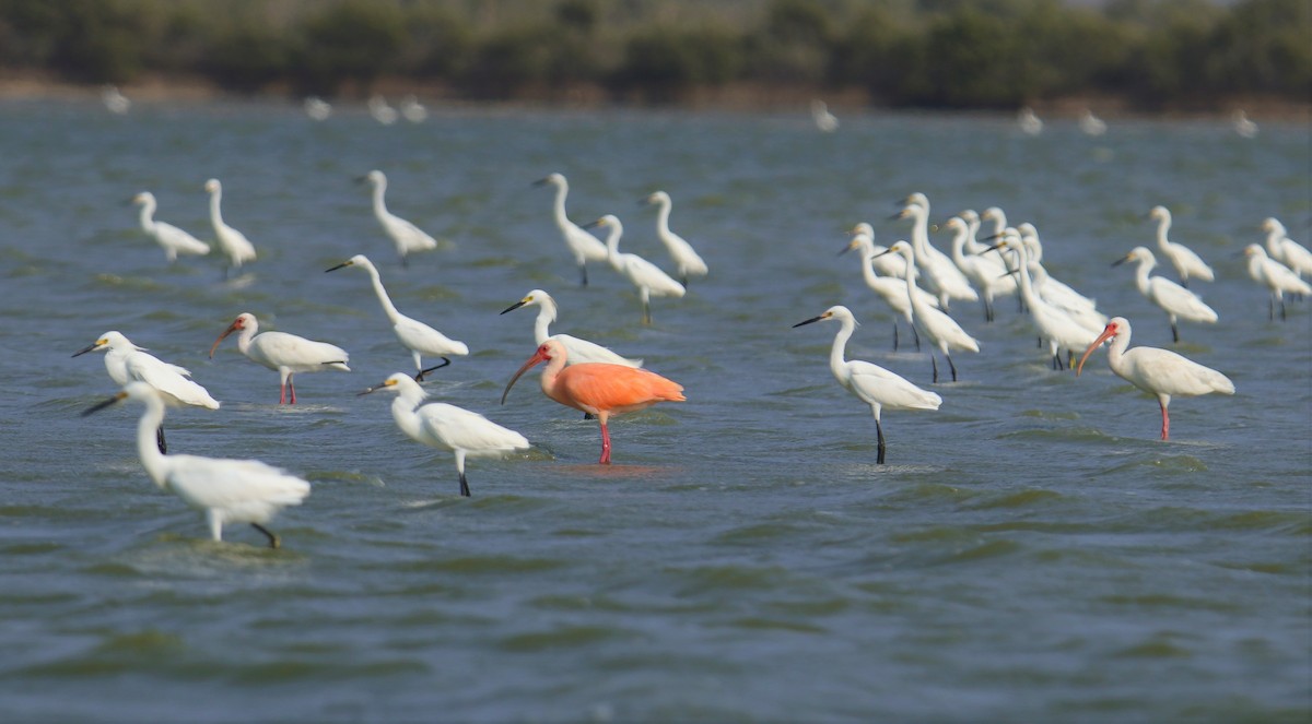 White Ibis - ML217693851