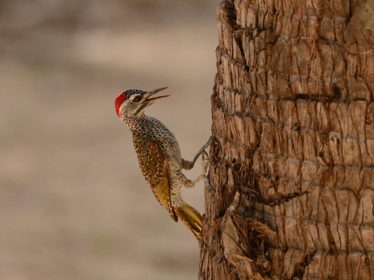 Speckle-throated Woodpecker - Alan Van Norman