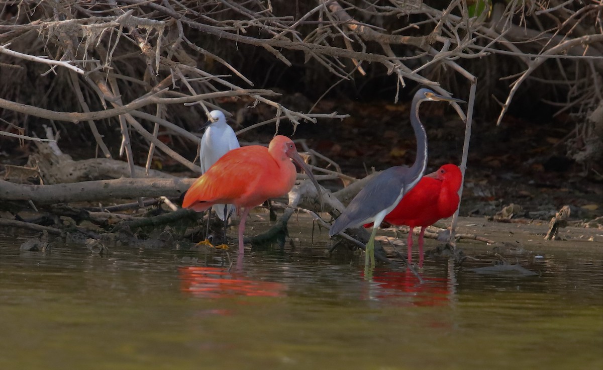 Tricolored Heron - ML217694421