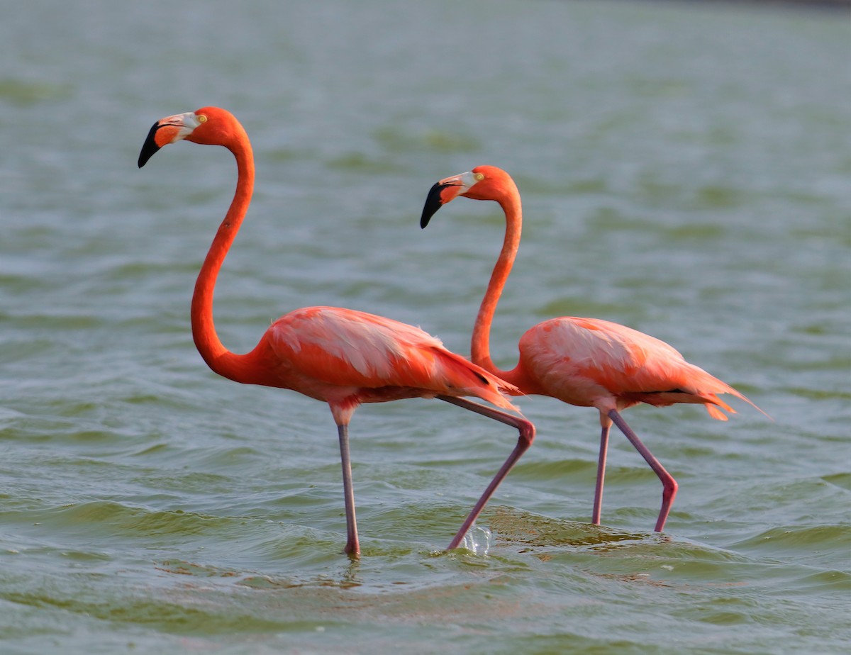 American Flamingo - ML217694731