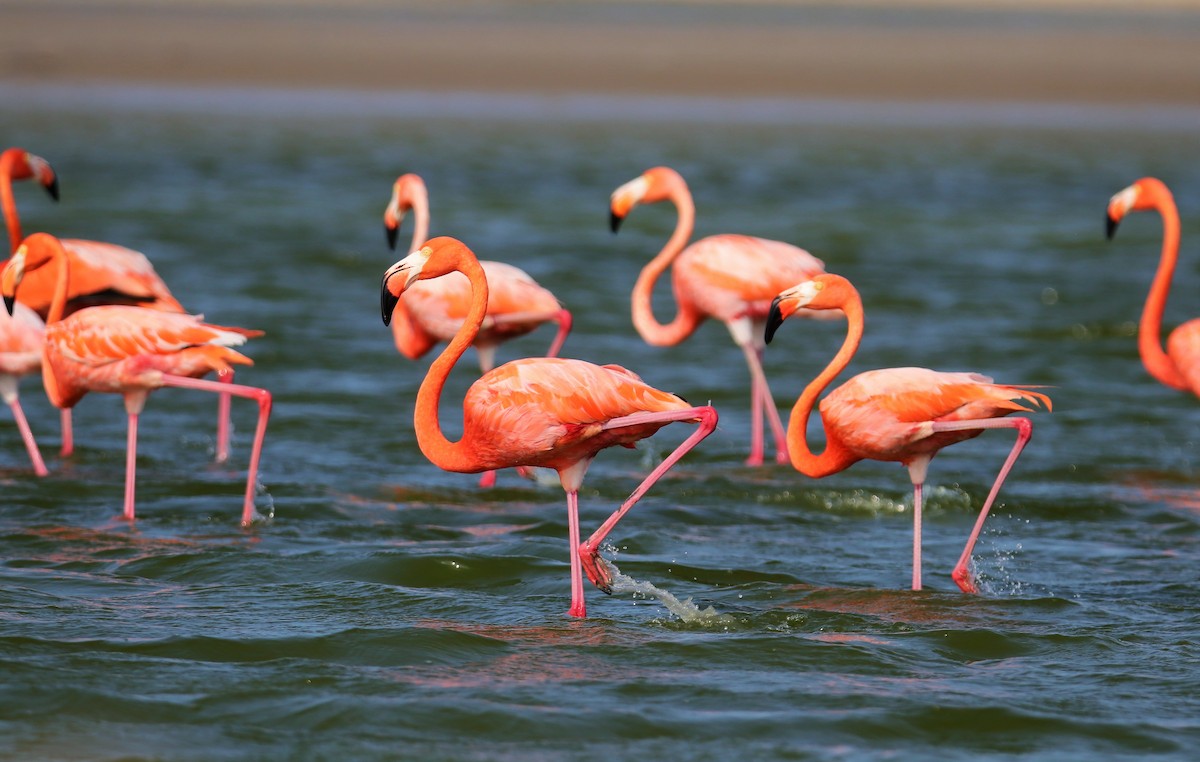 American Flamingo - ML217694811