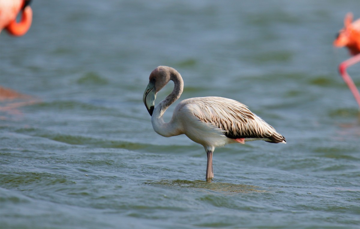 American Flamingo - ML217694971