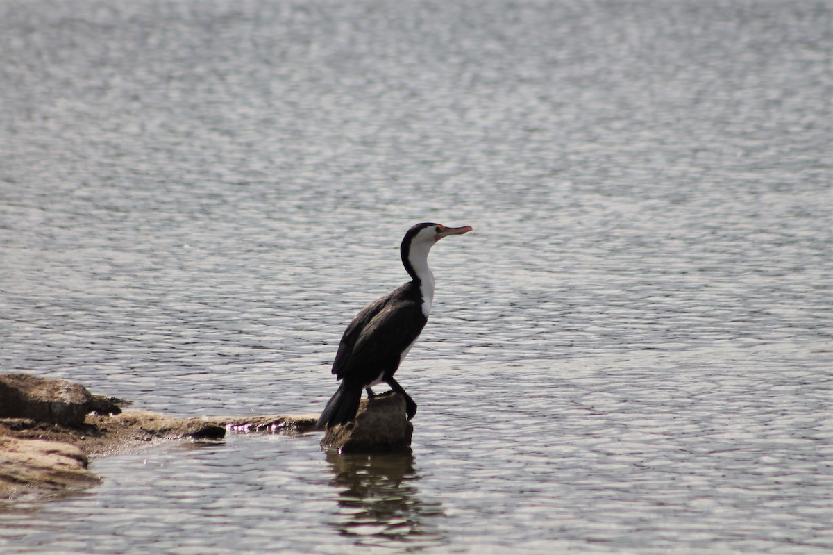 Cormoran varié - ML217695131