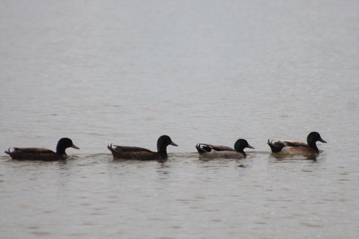 Mallard (Domestic type) - Sam Adams