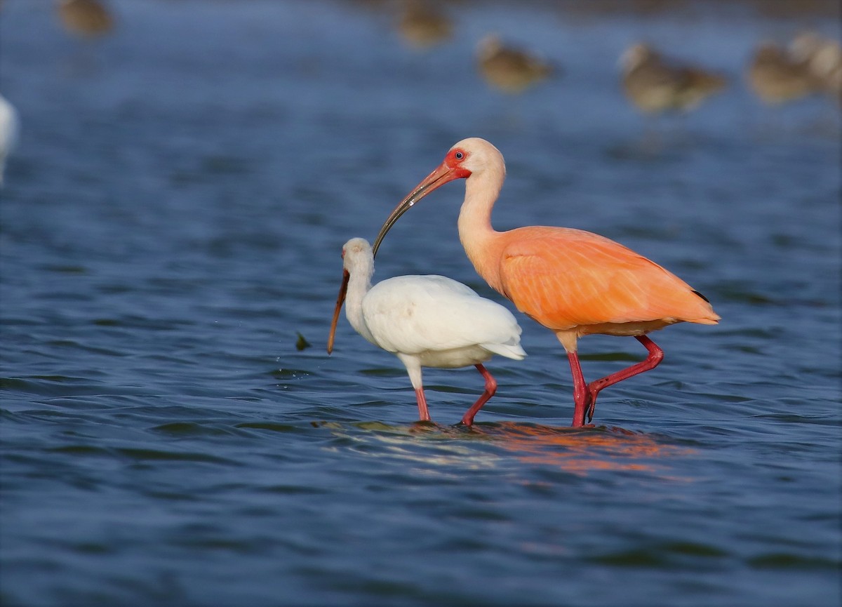 White x Scarlet Ibis (hybrid) - ML217695261