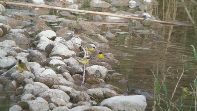 Western Yellow Wagtail (feldegg) - ML217695281