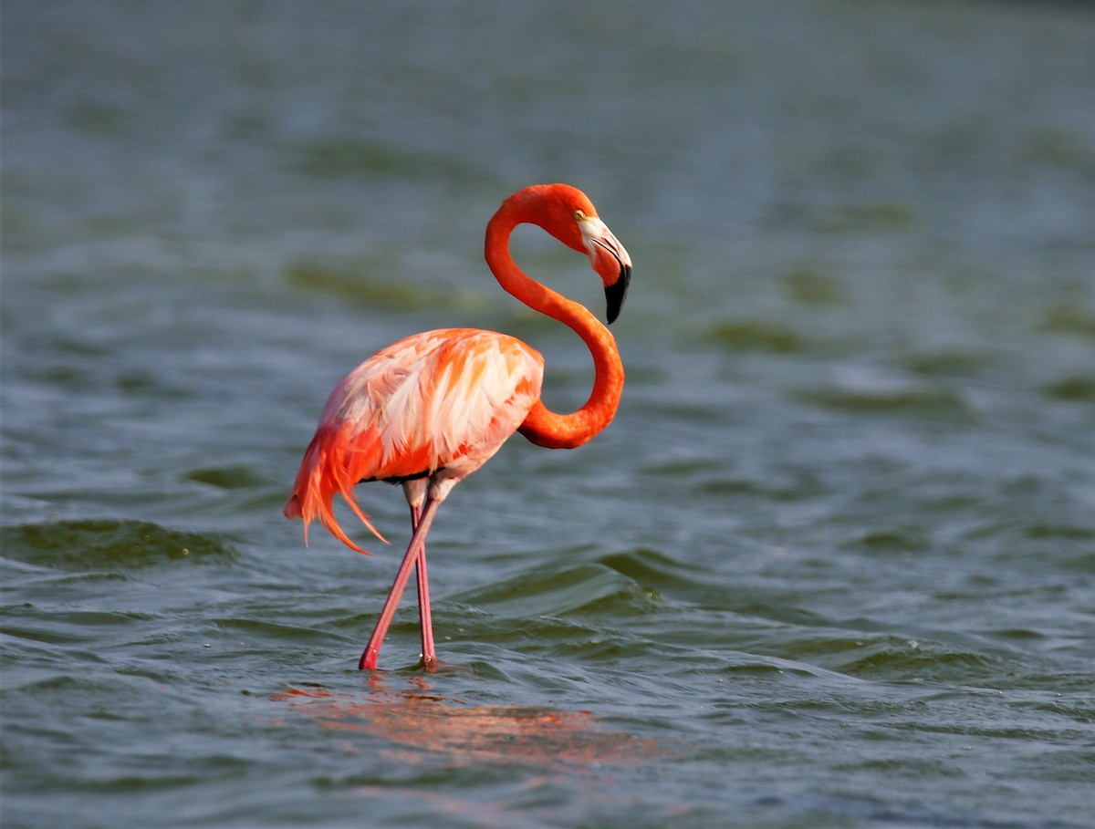 American Flamingo - ML217695661