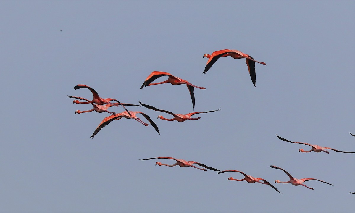 American Flamingo - ML217695771