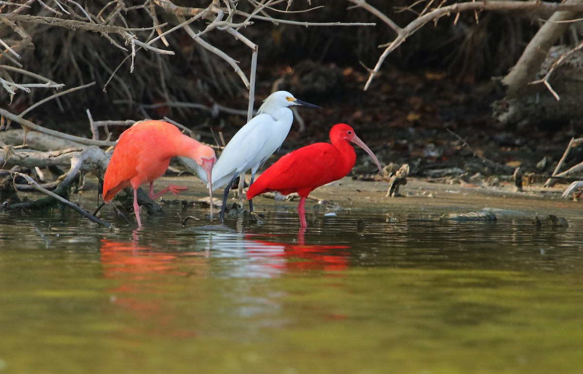 Scarlet Ibis - ML217696001