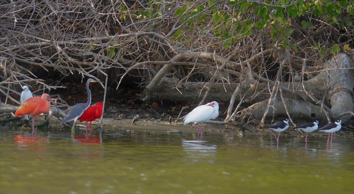 Scarlet Ibis - ML217696851