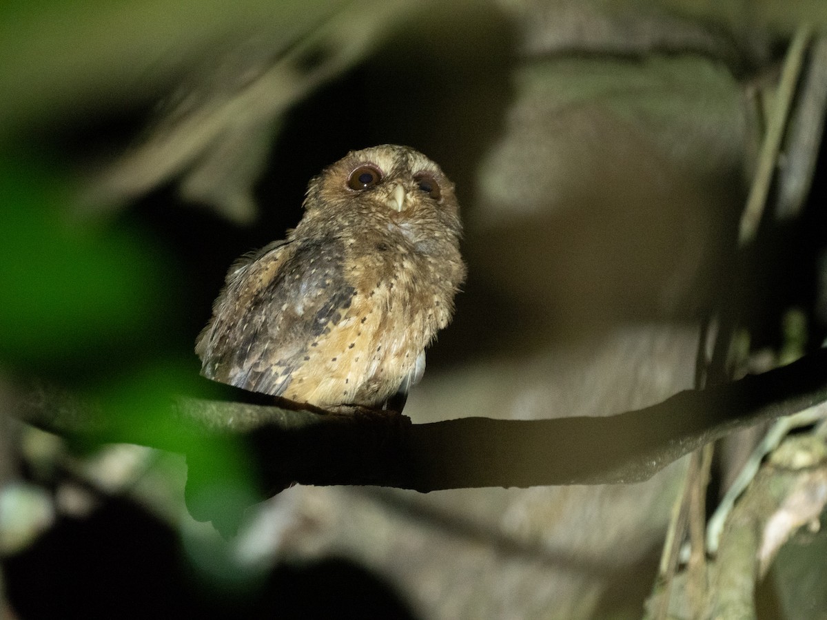 Reddish Scops-Owl - Neil Broekhuizen