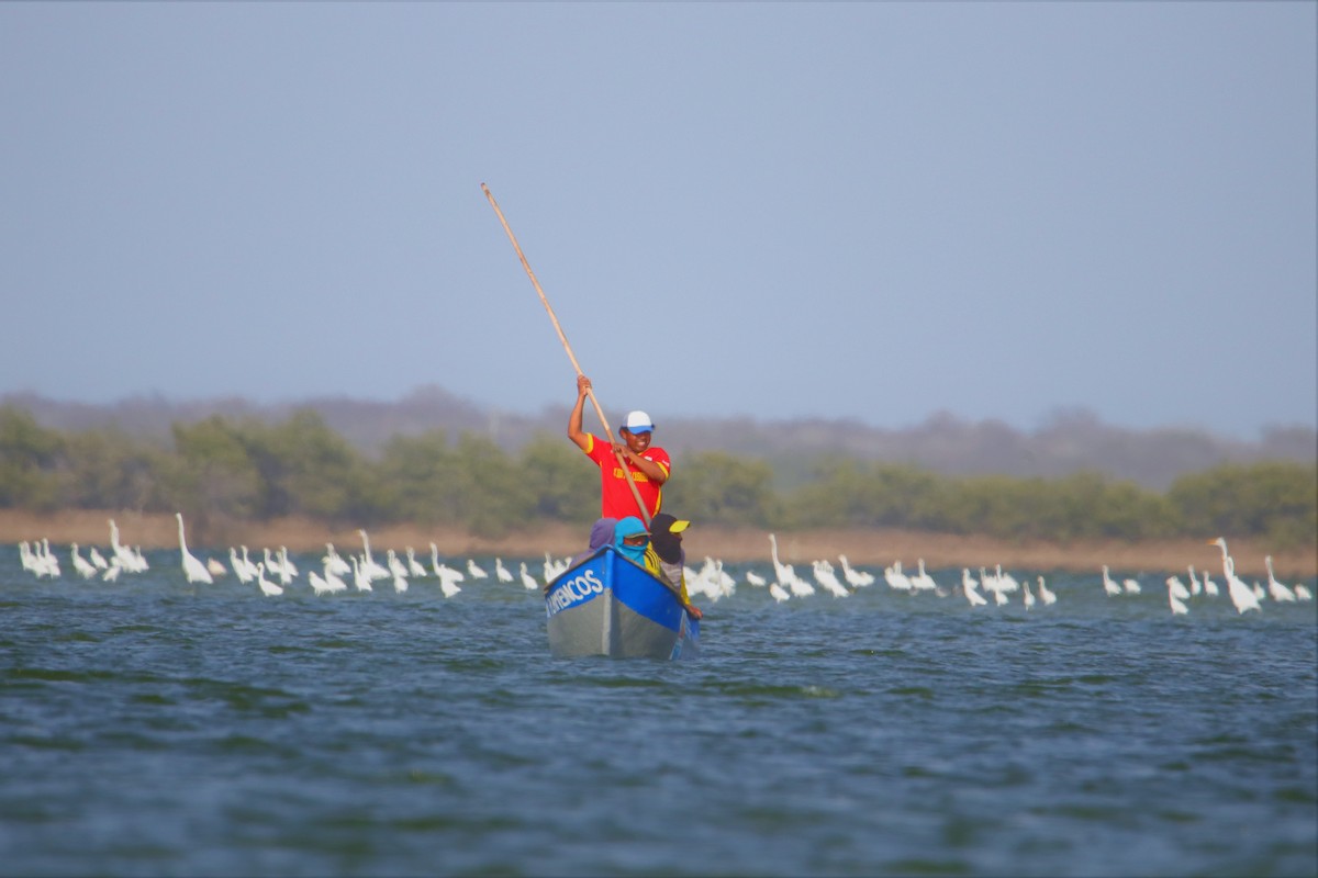 Great Egret - ML217697121