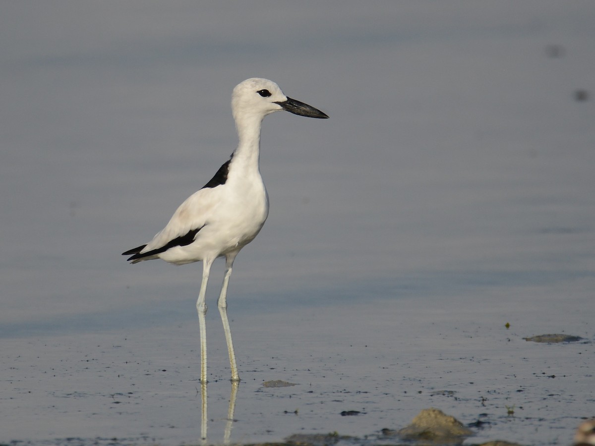 Crab-Plover - Alan Van Norman