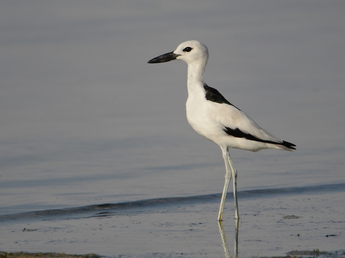 Crab-Plover - Alan Van Norman