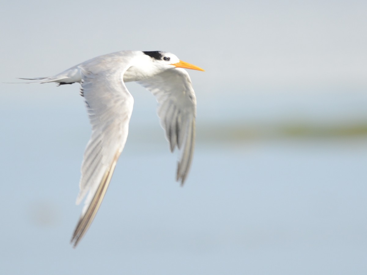 Lesser Crested Tern - Alan Van Norman