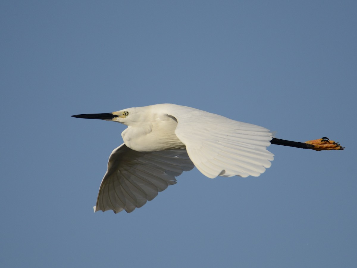 Little Egret (Dimorphic) - Alan Van Norman