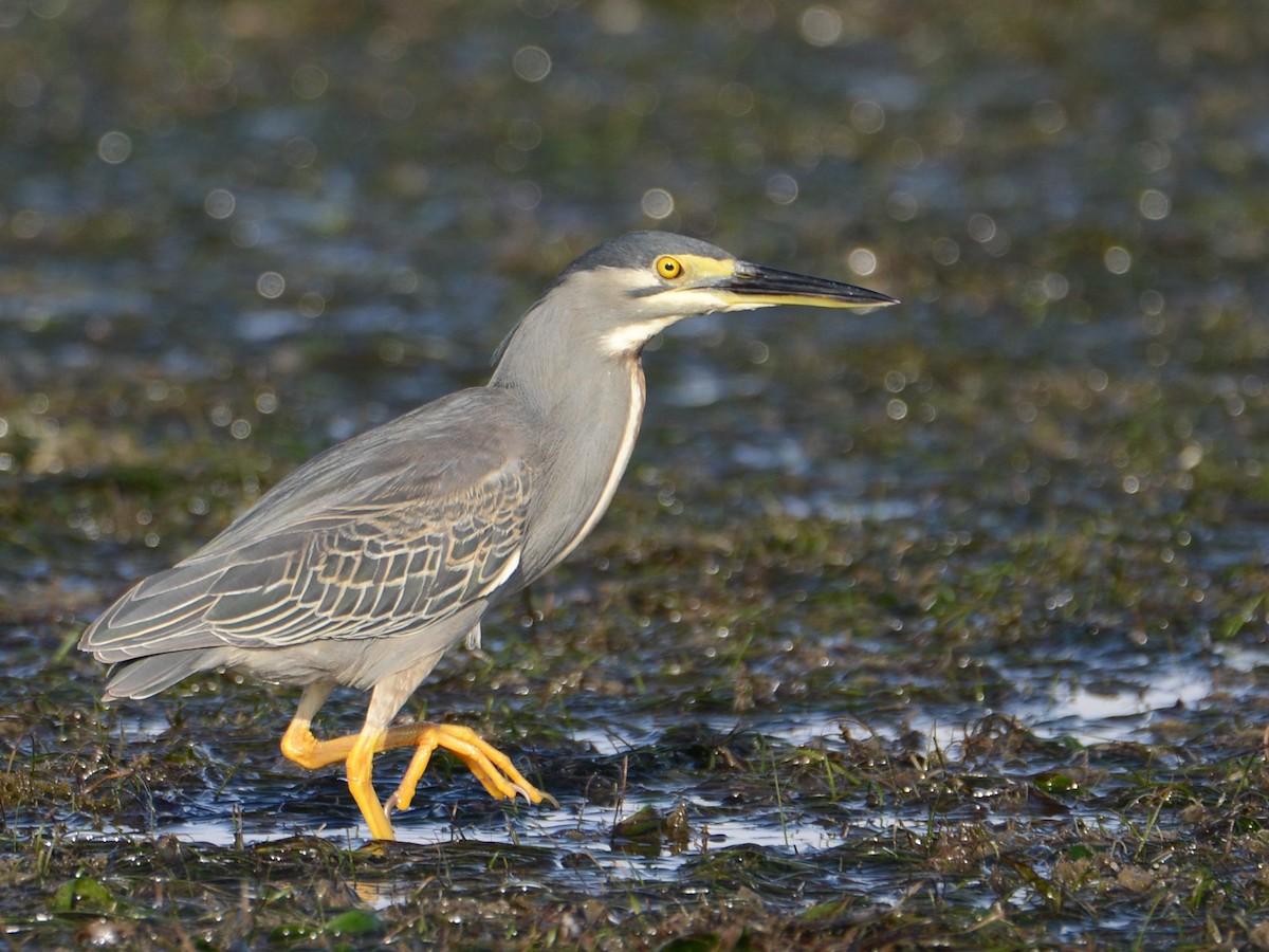 Striated Heron - ML217697801