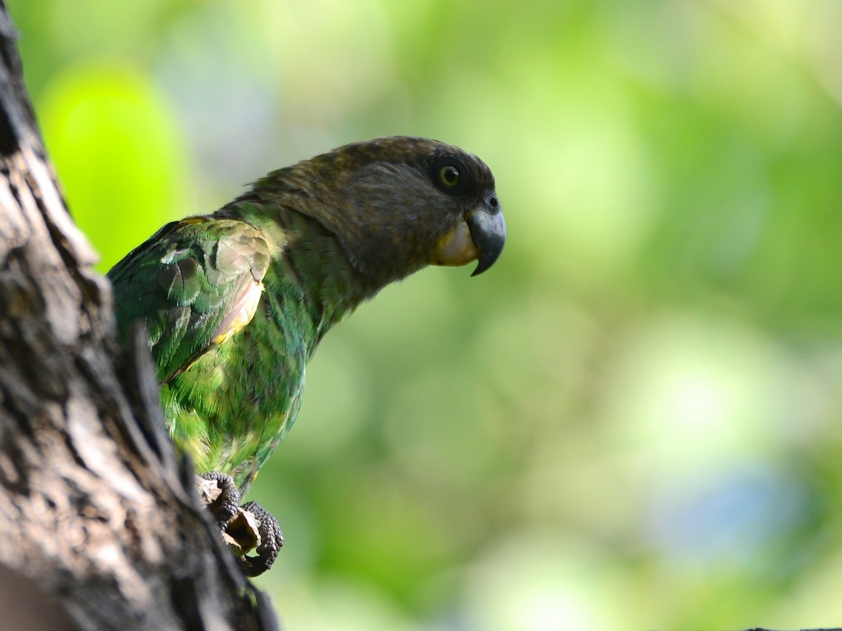 Brown-headed Parrot - ML217697831