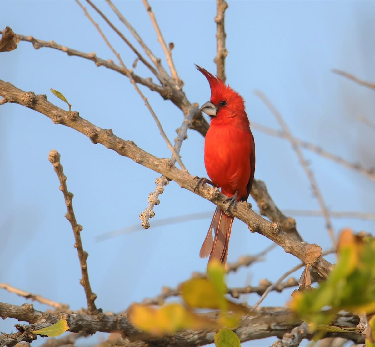 Vermilion Cardinal - ML217697841