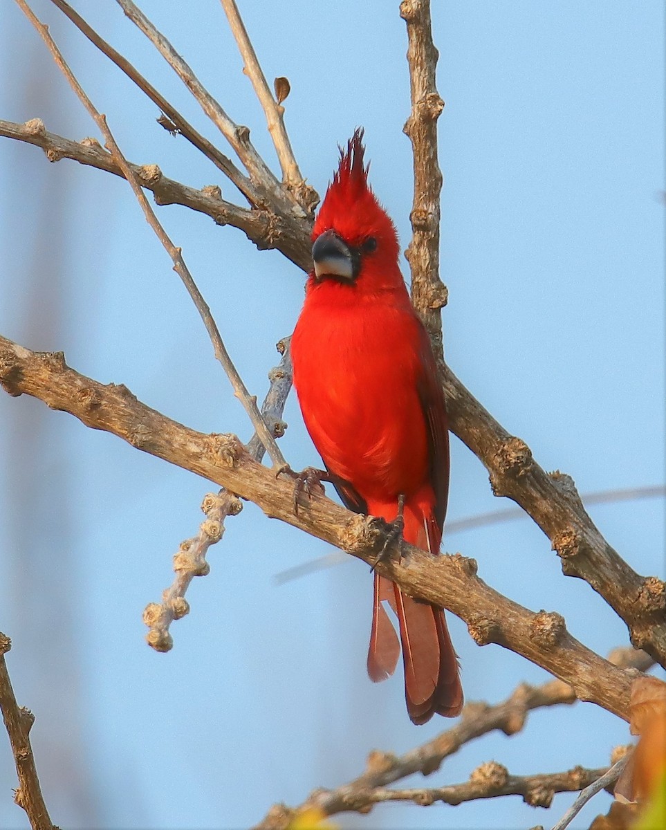 Vermilion Cardinal - ML217697931