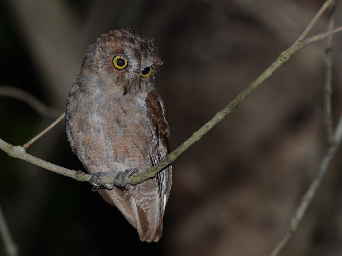 Pemba Scops-Owl - ML217697961