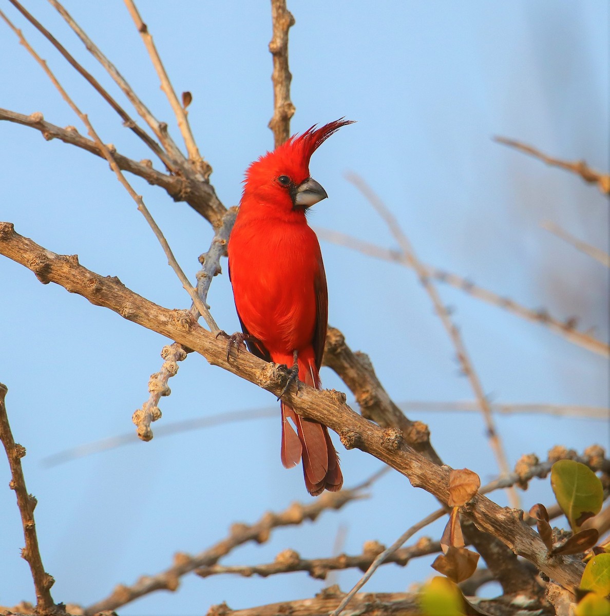 Vermilion Cardinal - Albert Linkowski