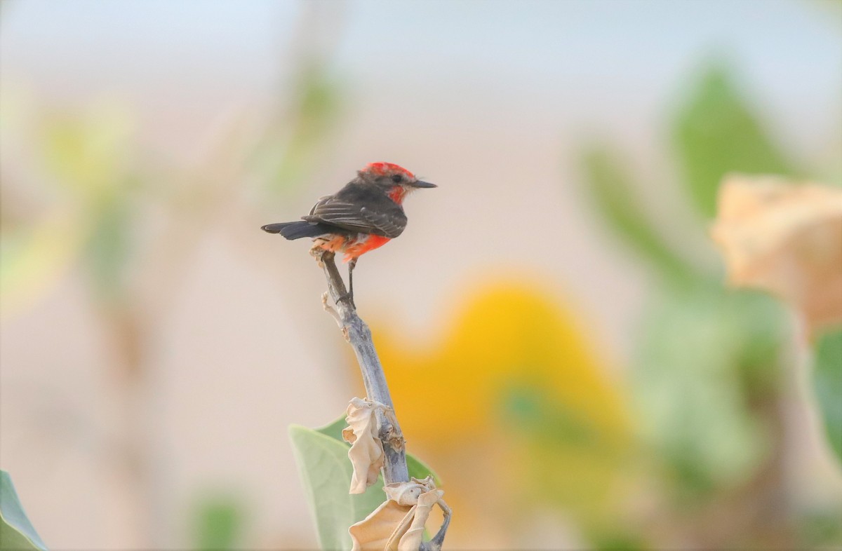 Vermilion Flycatcher - ML217698291