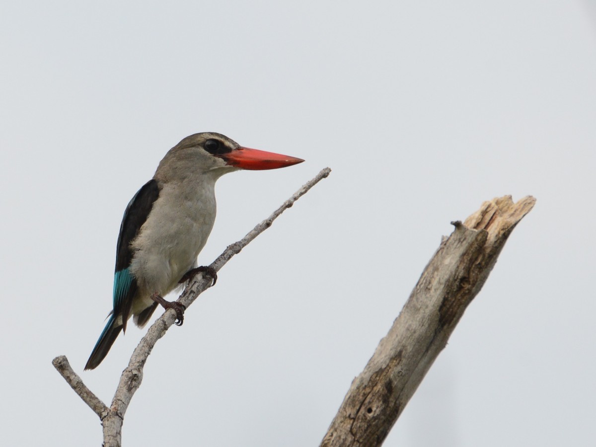 Mangrove Kingfisher - Alan Van Norman