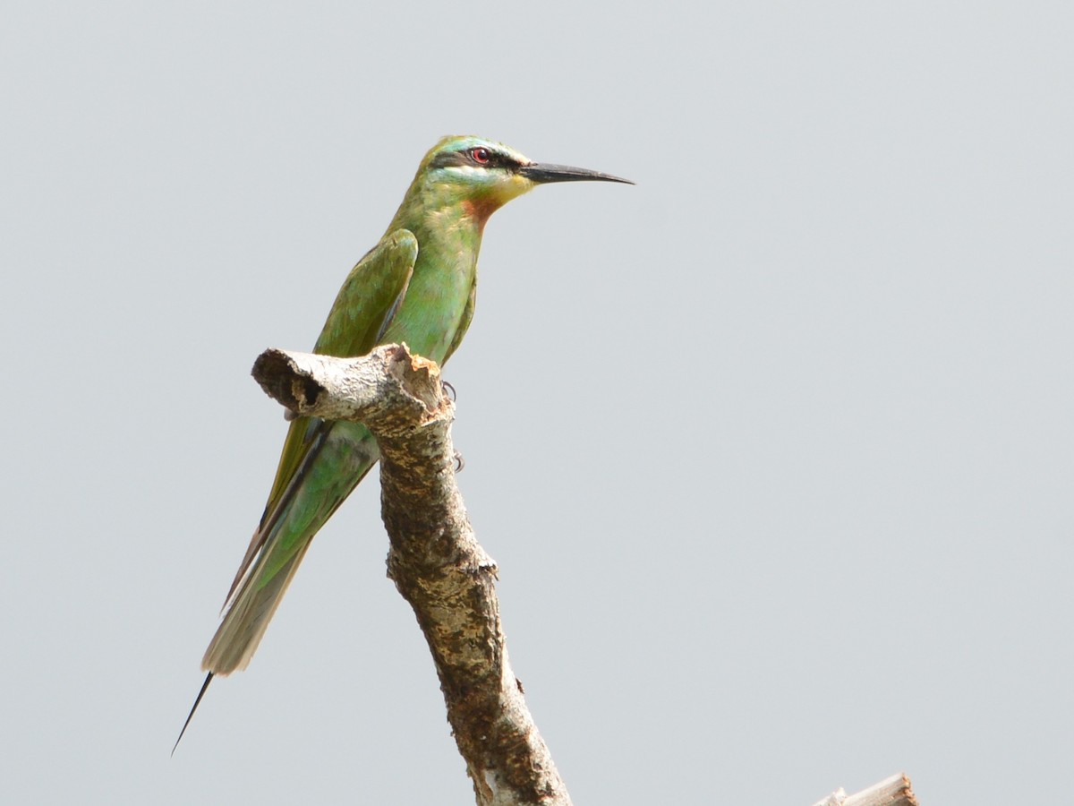 Blue-cheeked Bee-eater - Alan Van Norman