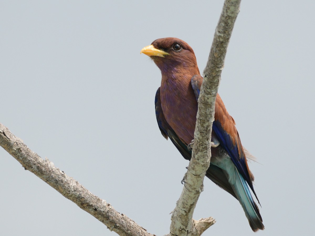 Broad-billed Roller - ML217699471