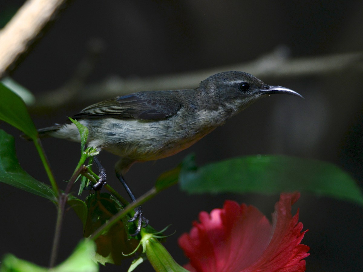 Pemba Sunbird - Alan Van Norman