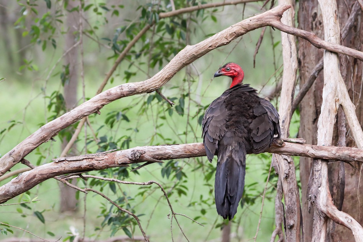 Australian Brushturkey - ML217699991