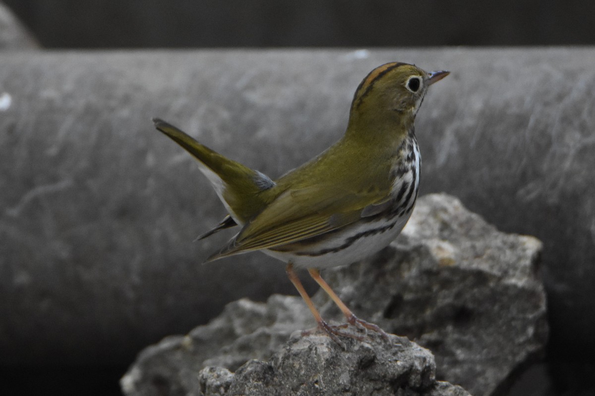 Ovenbird - ML217700891