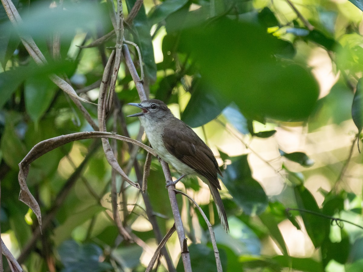 Hook-billed Bulbul - Neil Broekhuizen