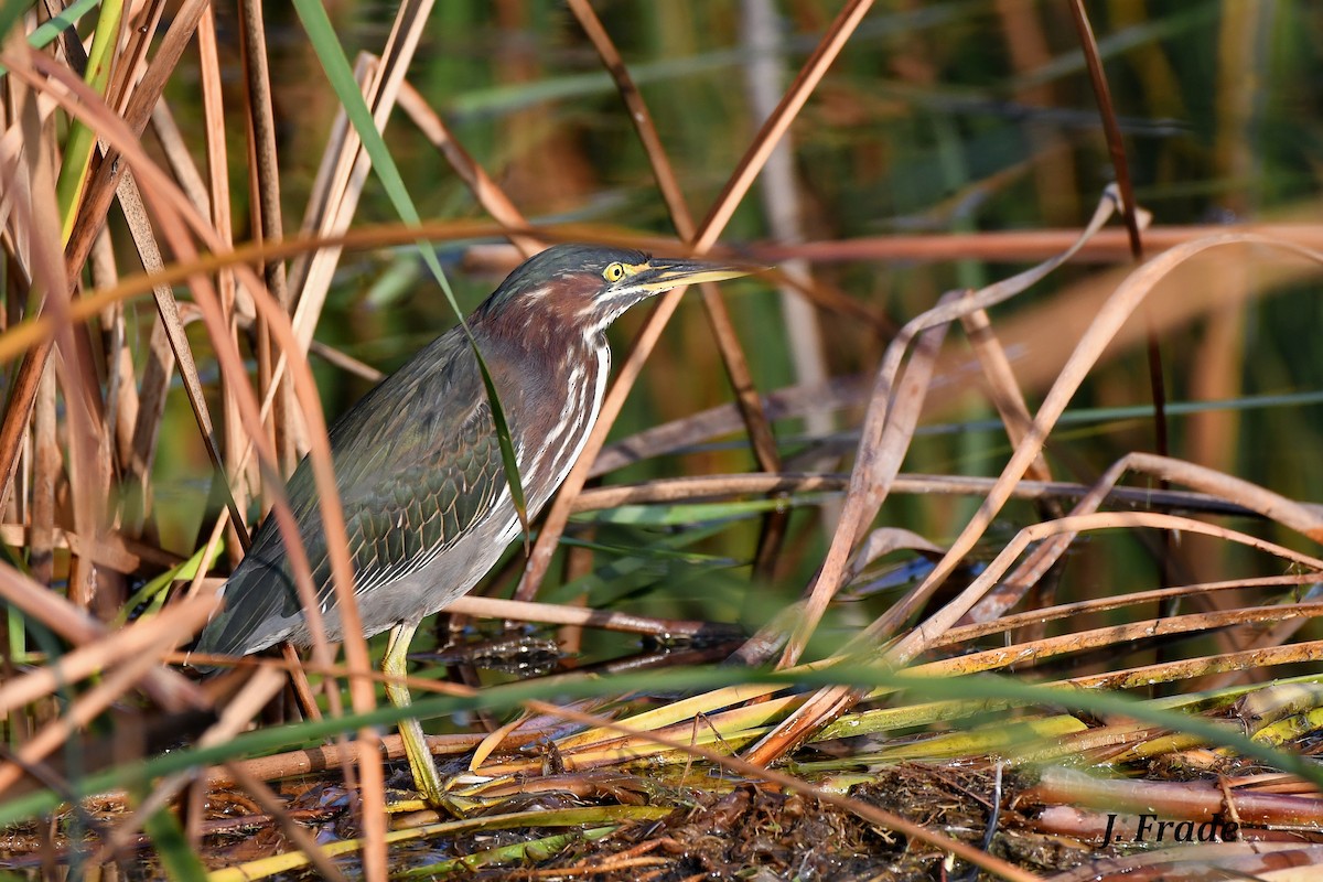 Green Heron - ML217701791