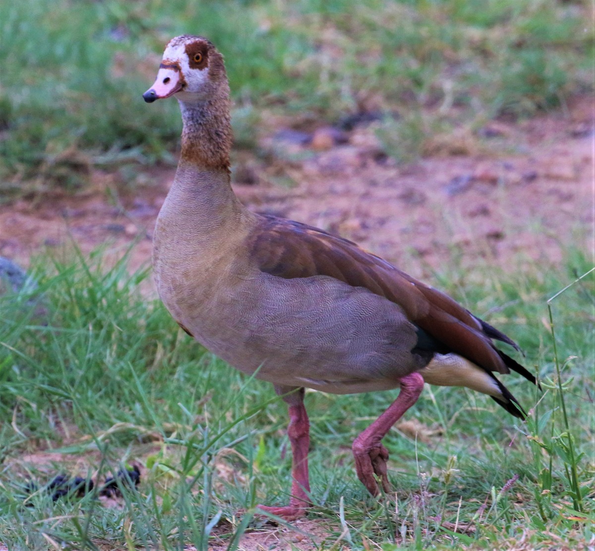 Egyptian Goose - Viviane De Luccia