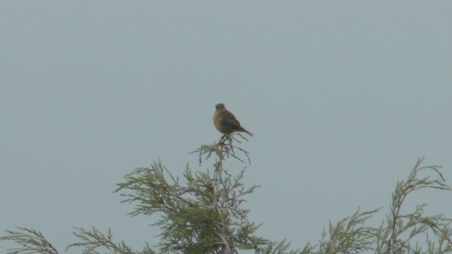 European Stonechat - ML217703491