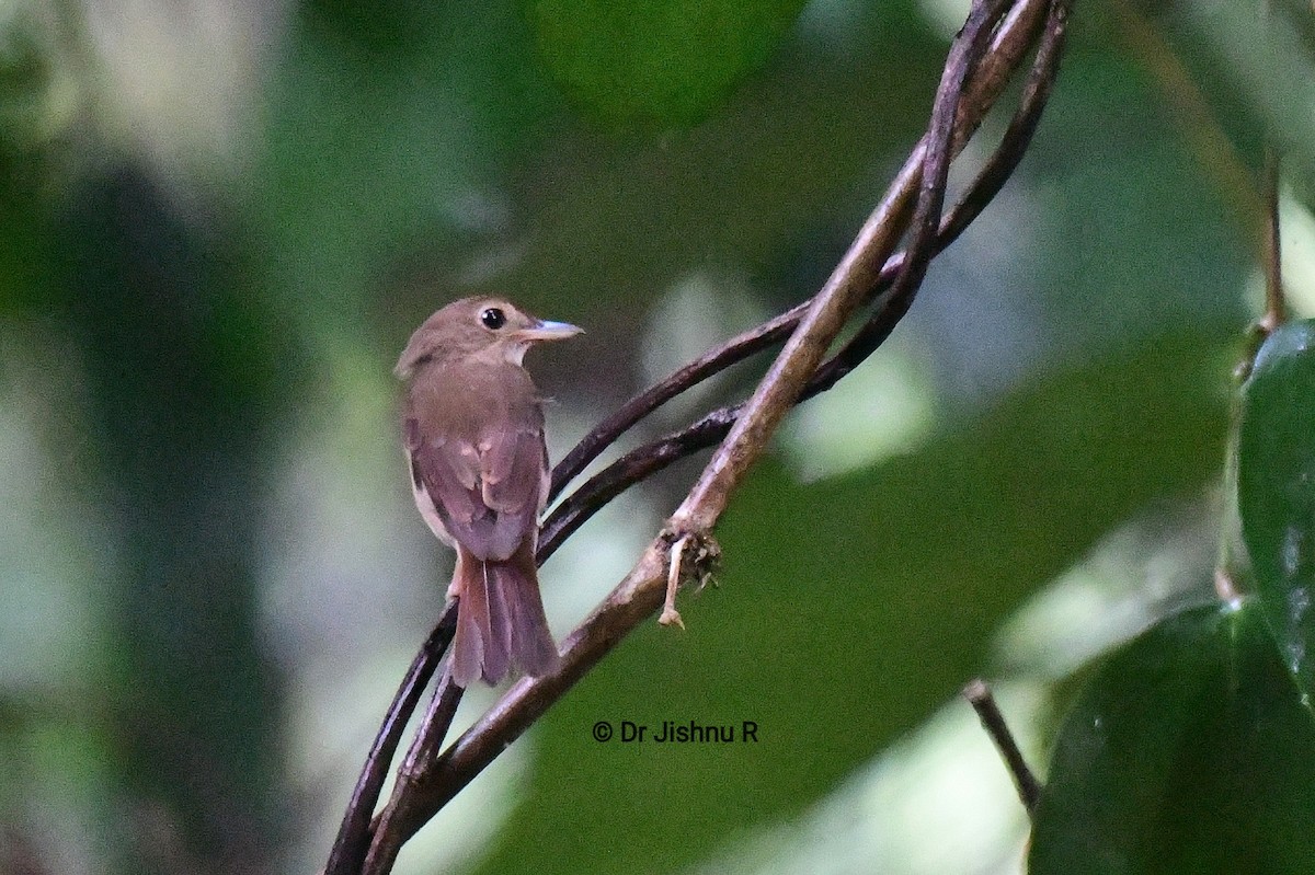 Nicobar Jungle Flycatcher - ML217704241