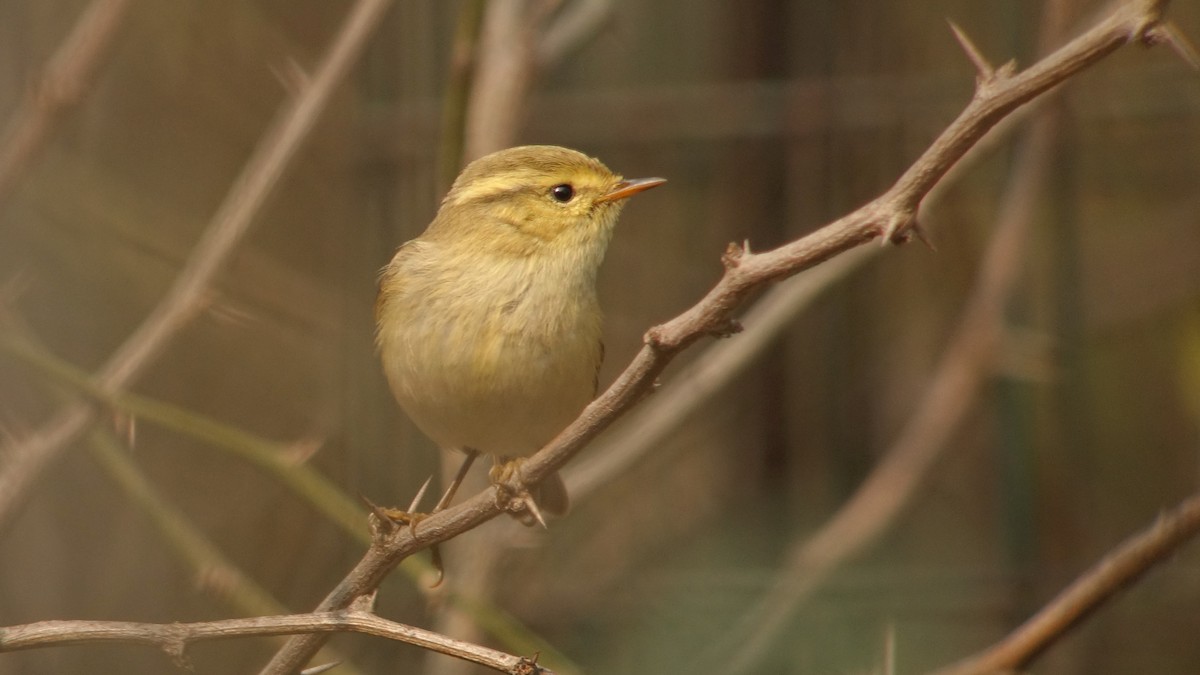 Brooks's Leaf Warbler - Craig Reed