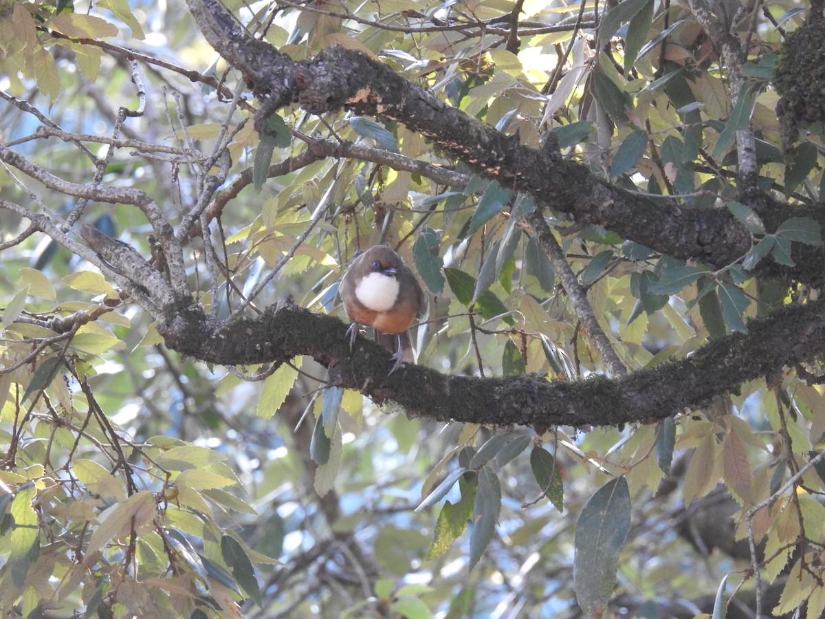 White-throated Laughingthrush - ML217705171