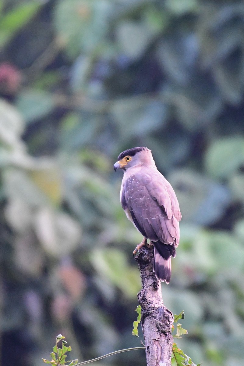 Nicobar Serpent-Eagle - ML217705411