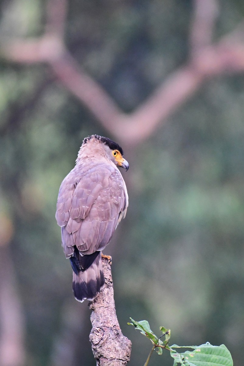 Nicobar Serpent-Eagle - ML217705451